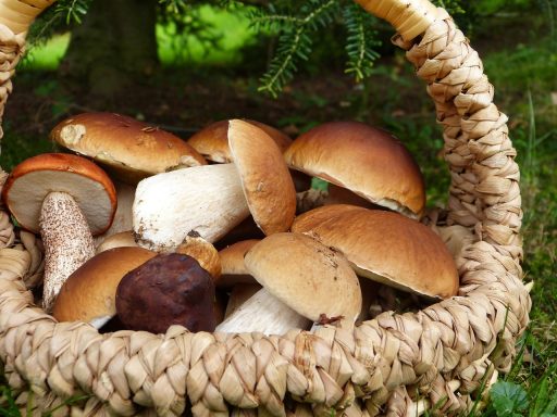 Mushrooms ~ Anti-oxidant, immunity, aids digestion, brain health, heart health