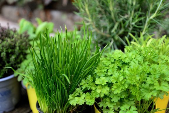 Fresh Herbs -nutrient dense, great for immunity, anti-inflammatory, anti-microbial, adds flavour